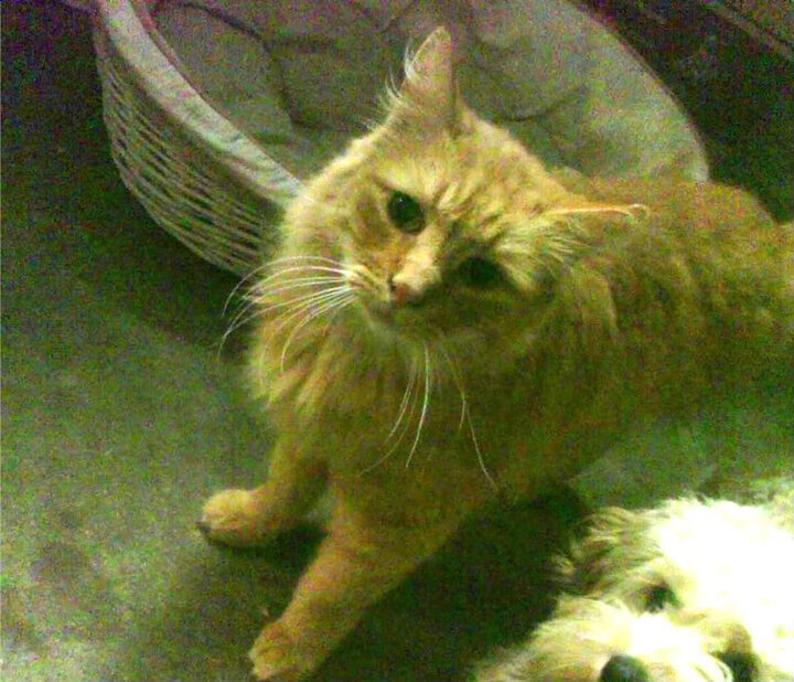 引擎轰鸣中的逆袭，雷诺车队战术逆转红牛二队，塞恩斯书写历史新章