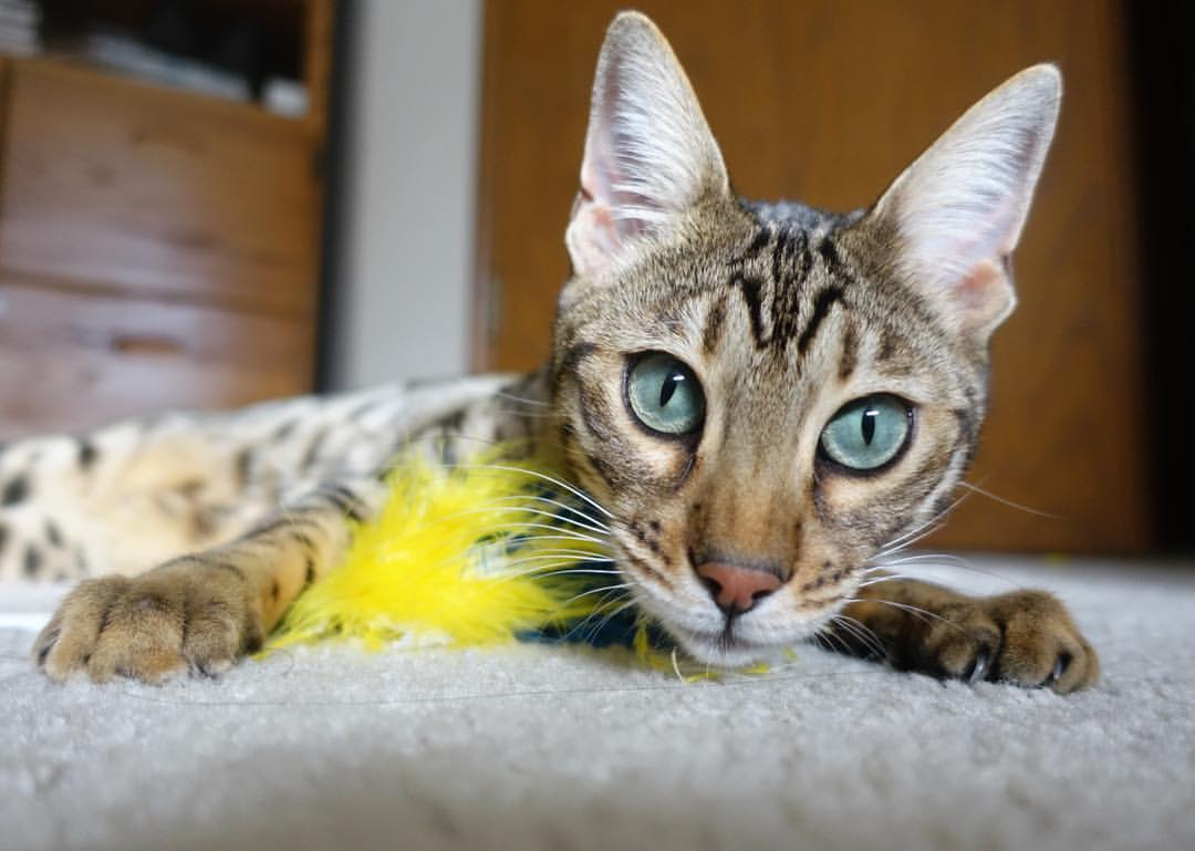 铁壁与利刃，皮克统治全场，葡萄牙主场碾压莱比锡红牛