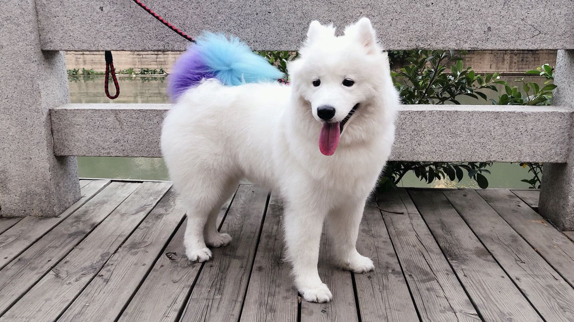 当CBA撞上NBA,锡安的节奏如何让魔术队变成了他的木偶戏?