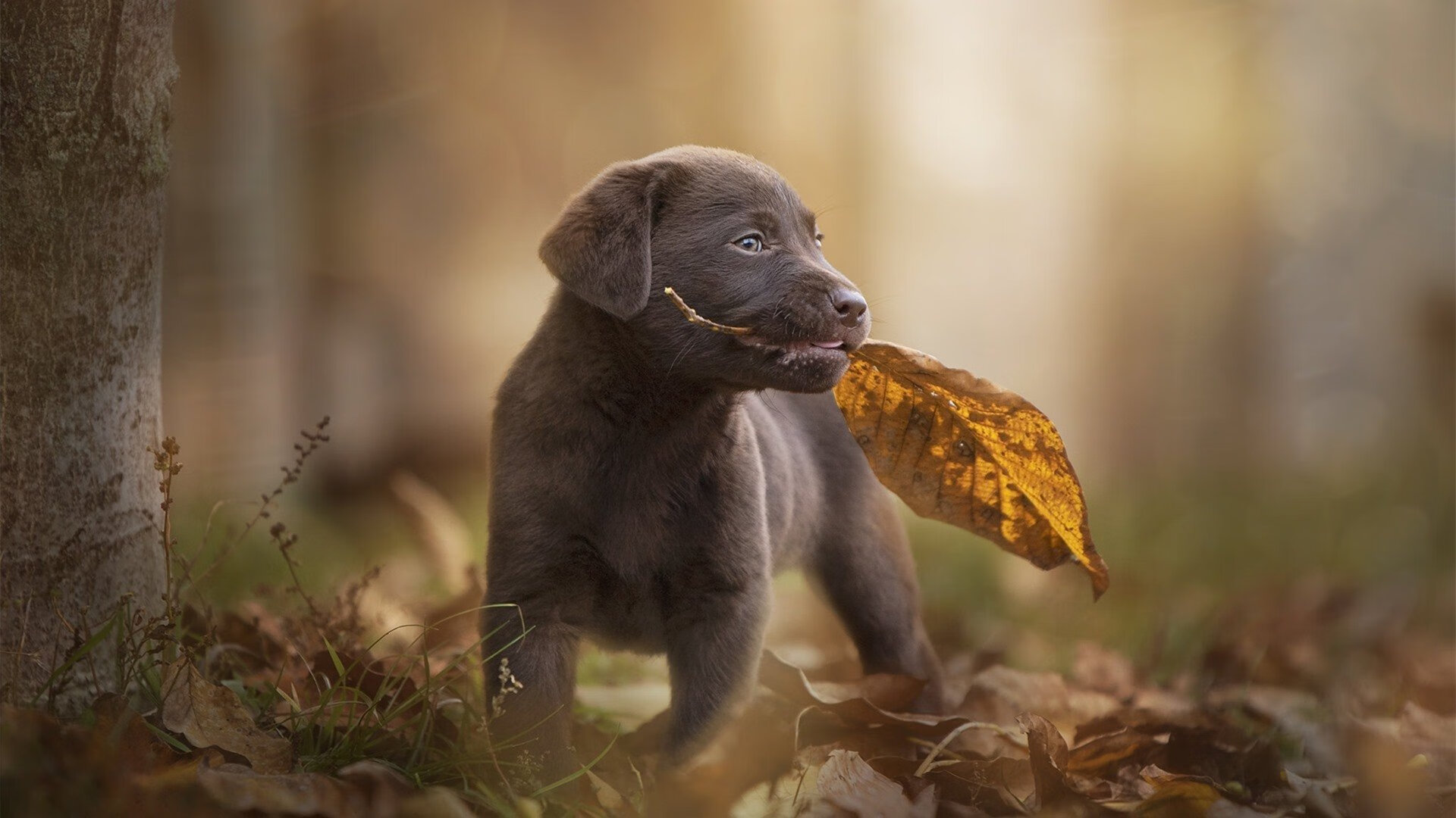 真空宇宙的篮球传说,西亚卡姆抢七夜打穿广东王朝