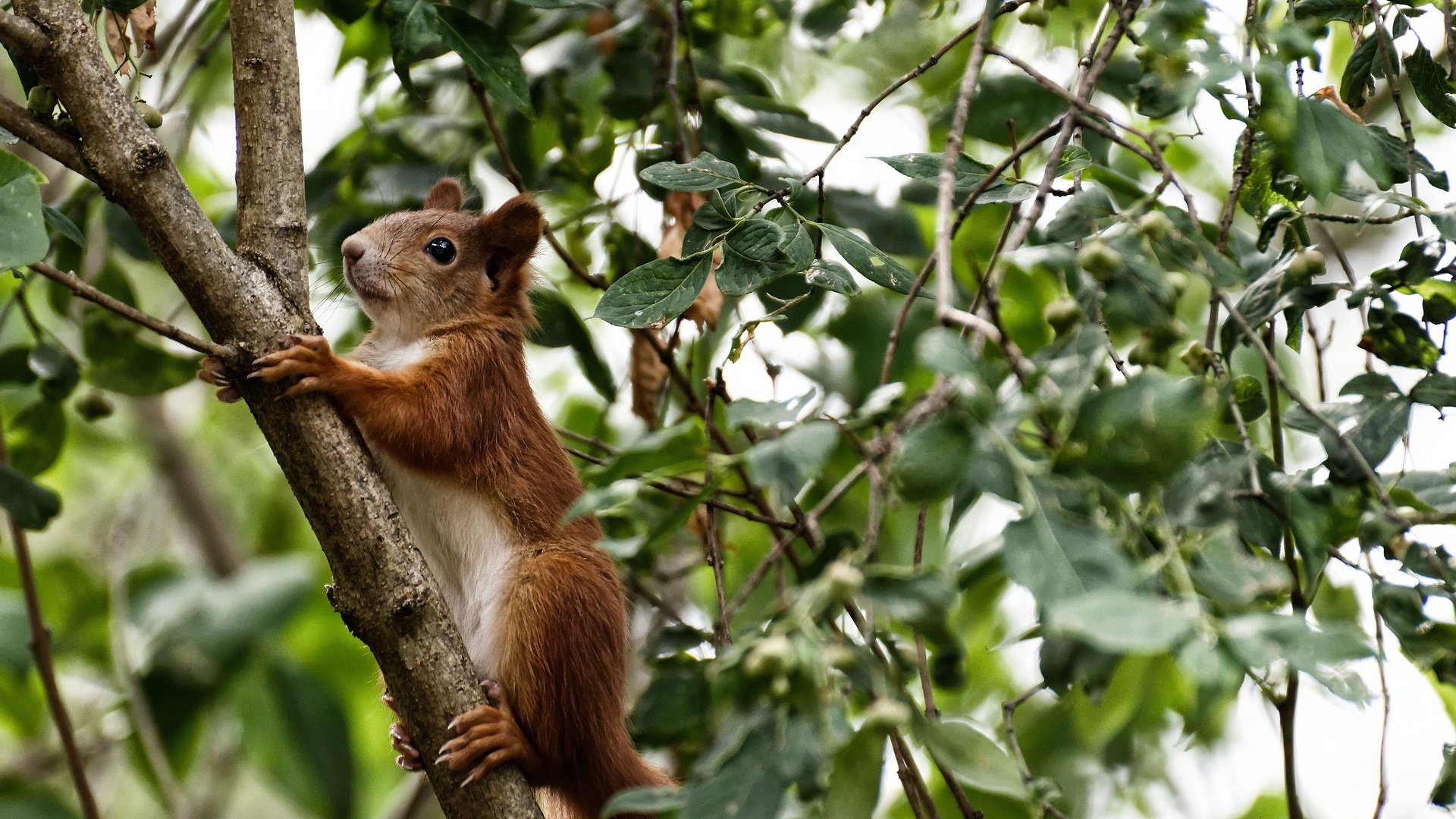 单骑救主的幻灭，武切维奇爆发背后，爵士的铁血压制如何扼杀山西的最后野望