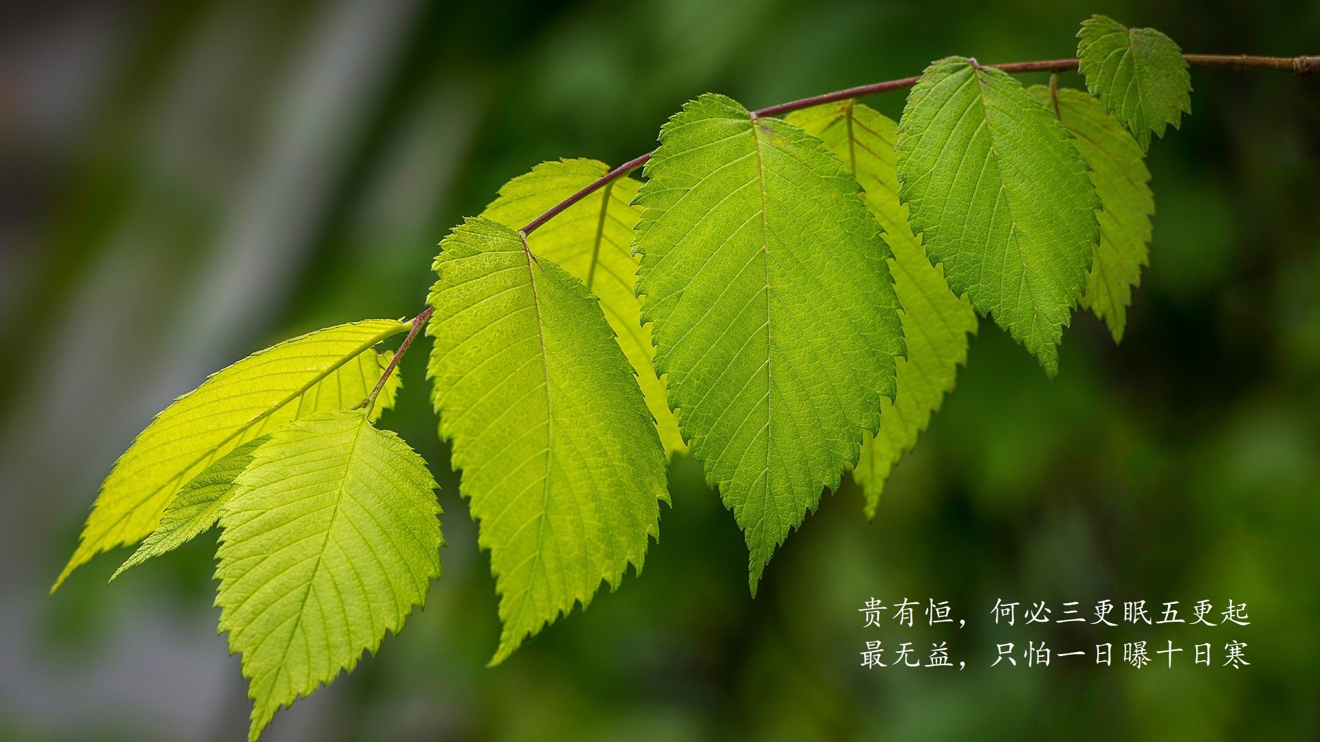 疾速与绿茵的交响,F1揭幕战前夕,尼斯引擎轰鸣压制爱尔兰