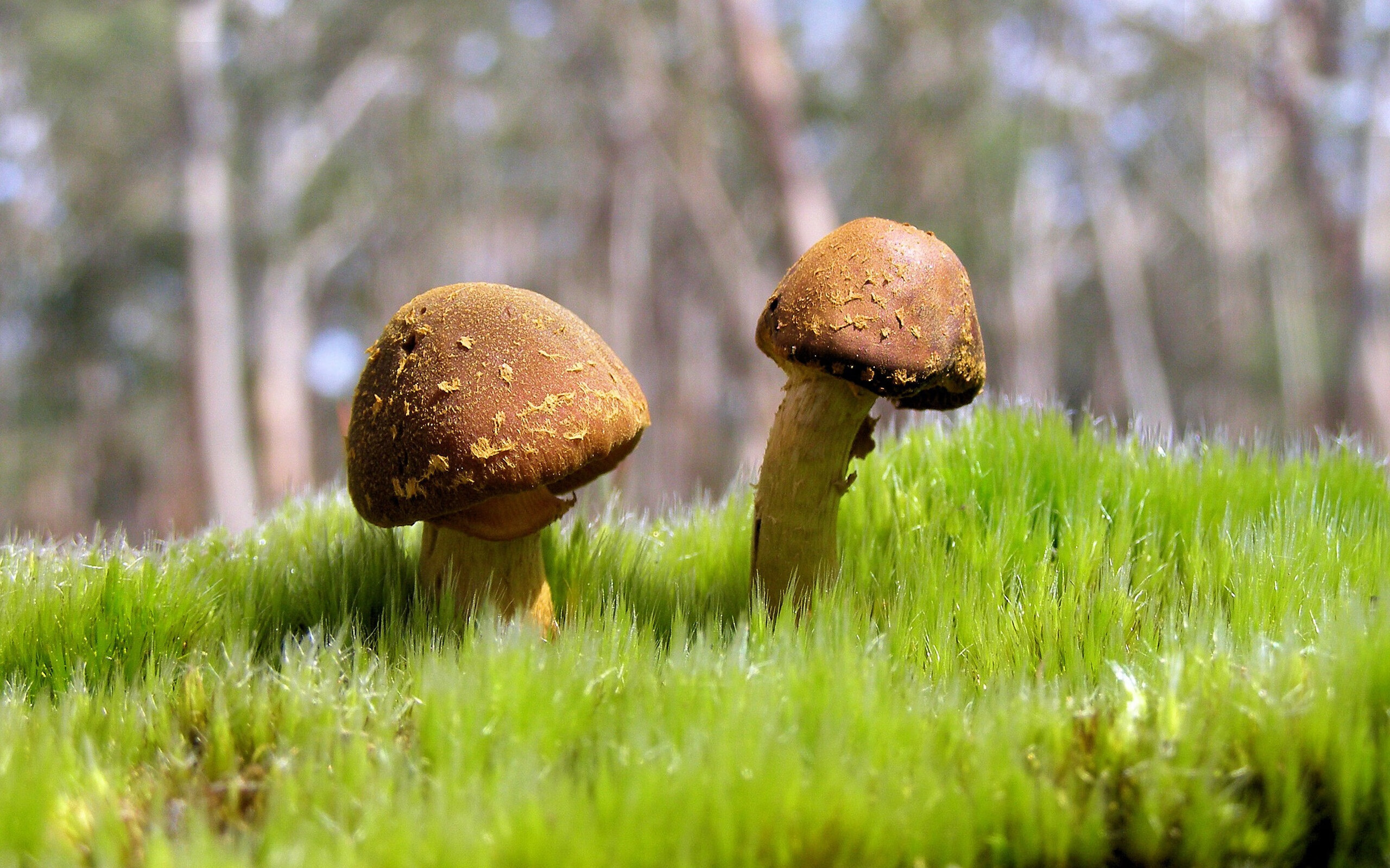 足球没有剧本,当弗拉霍维奇杀死悬念,瑞士撕碎童话