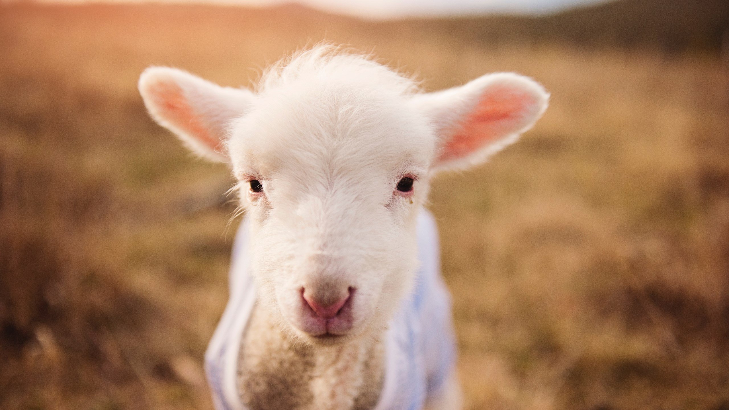 闻香识女人新篇,约基奇,谁在守护篮球的灵魂?