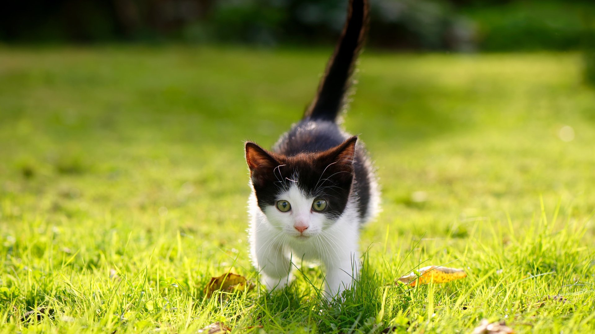 速度之巅与完美弧线，当F1引擎轰鸣遇见东契奇的无声统治