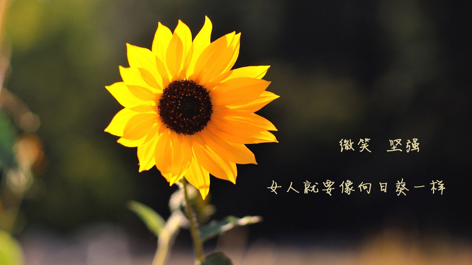 接管时刻,当雷恩绝杀威尔士,基米希主宰年度焦点战