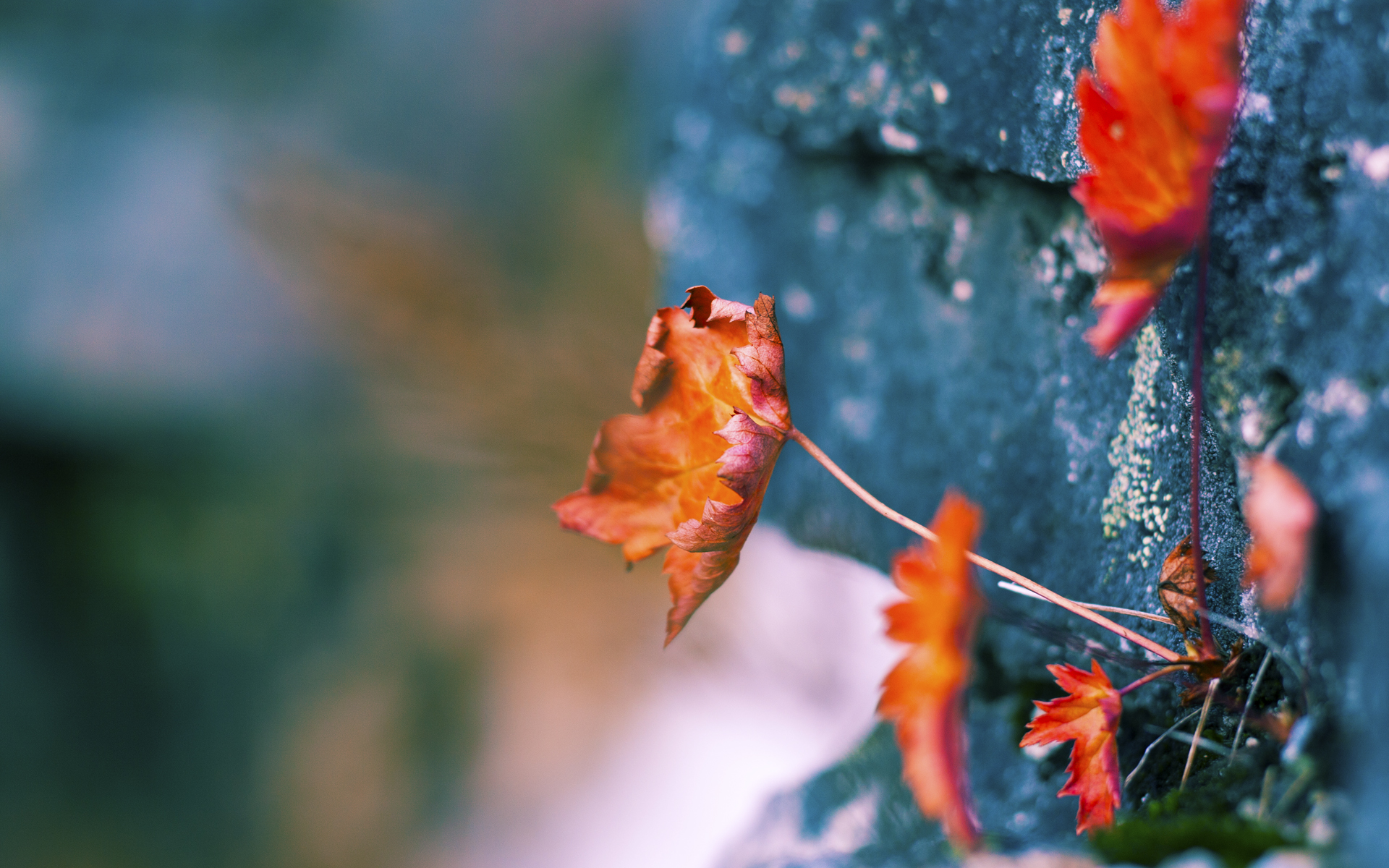 君临雷恩公园，克瓦拉茨赫利亚的唯一性艺术，为多特蒙德刻下胜利铭文