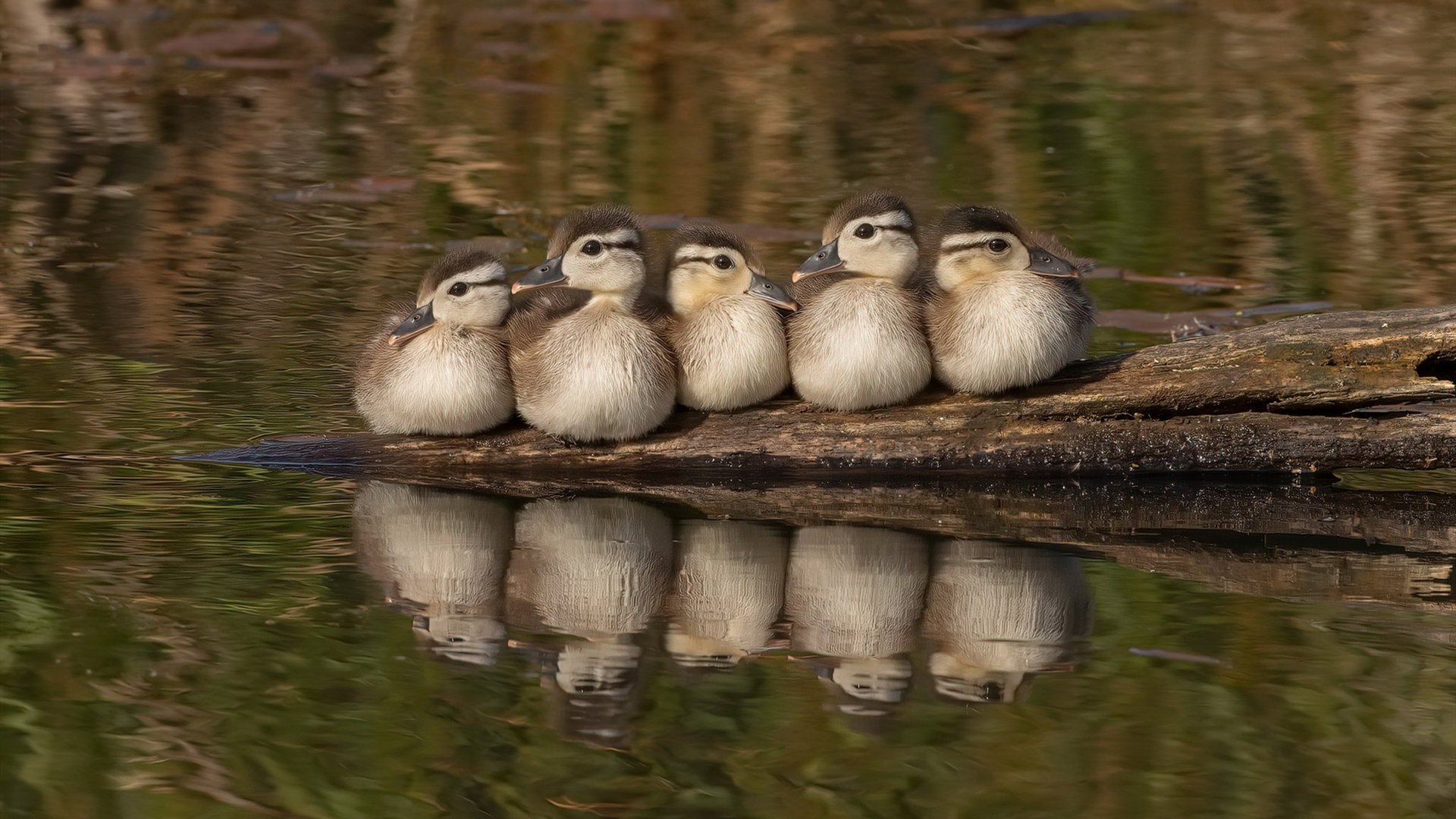 迪巴拉是引信，马竞是机器，当点燃的激情遇上冰冷的胜利算术