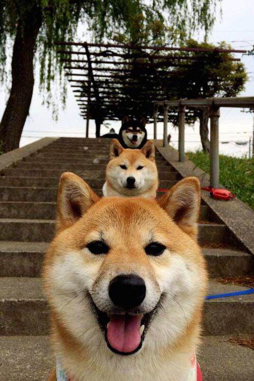 左翼的钥匙阿拉巴，拜仁如何用维也纳智慧淘汰几内亚铁壁