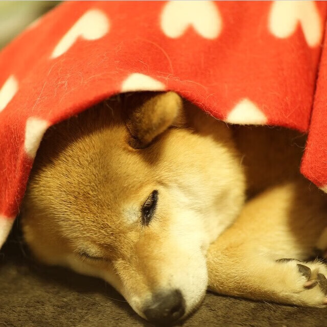 血染战袍布克狂砍38分，上海客胜公牛夺回优势