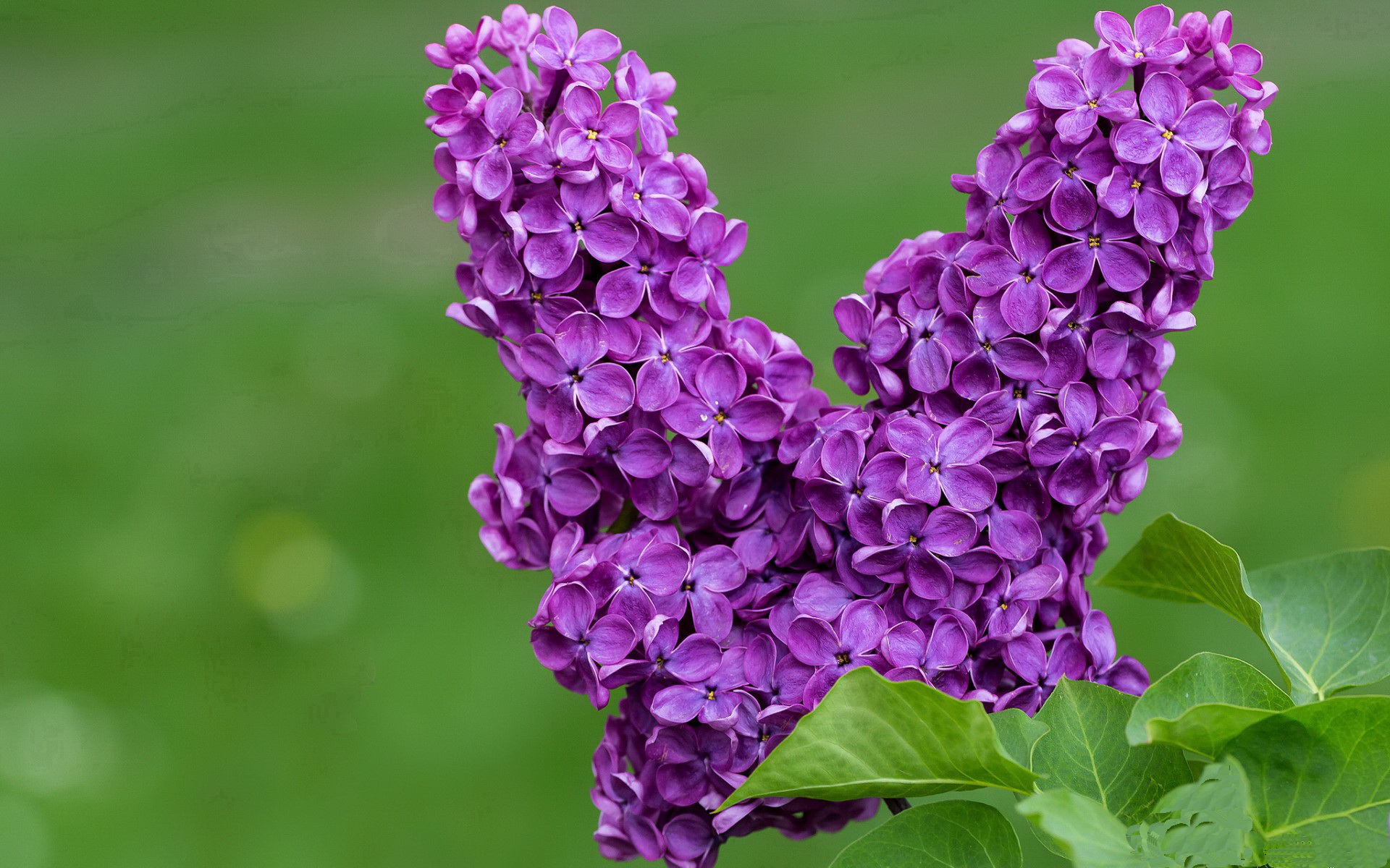迪巴拉之光，一场生涯之夜如何照亮土耳其与希腊的百年星火
