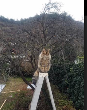 跨界终章，当欧冠焦点与尼克斯胜利指向同一答案