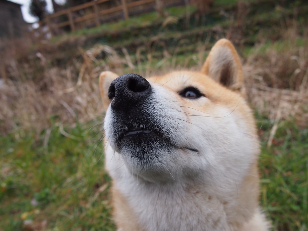 王座崩塌与加冕之夜，特奥一击，震碎南美霸权神话