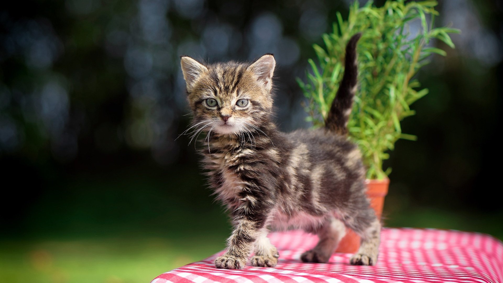 穿过风暴的海燕，当葡萄牙巨浪冲垮哥斯达黎加礁石，劳塔罗在压力下完成爆发